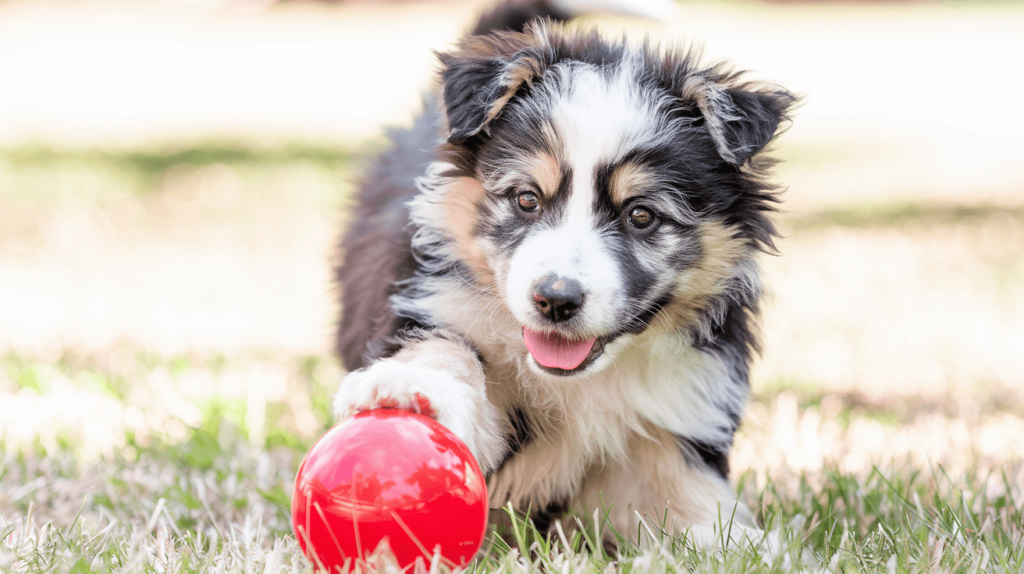 a-photo-of-a-cute-puppy-with-a-fluffy-coat