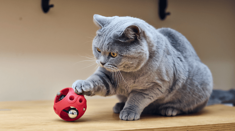 Britisch Kurzhaar spielt mit einem Ball