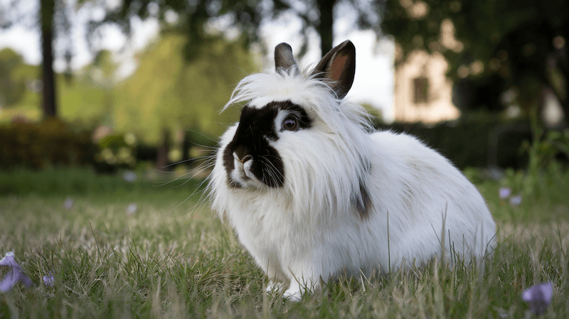 Löwenkopfkaninchen sitzend